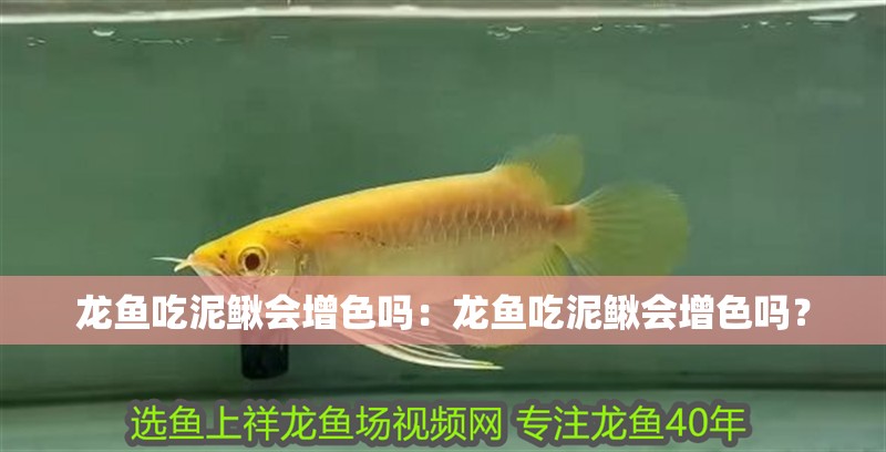龍魚吃泥鰍會增色嗎：龍魚吃泥鰍會增色嗎？