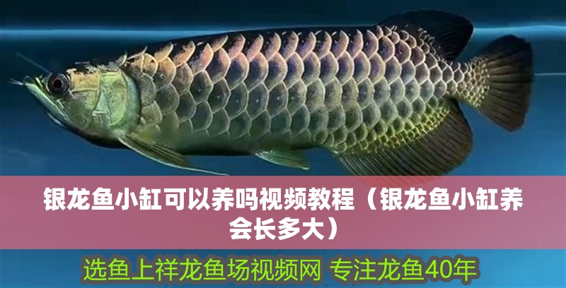 銀龍魚小缸可以養嗎視頻教程（銀龍魚小缸養會長多大）