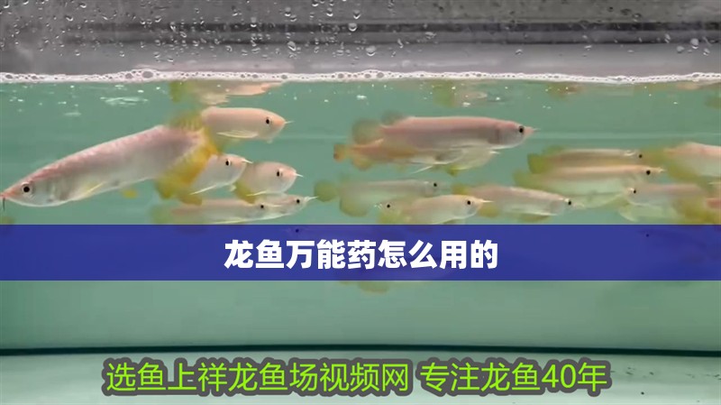 龍魚萬能藥怎么用的