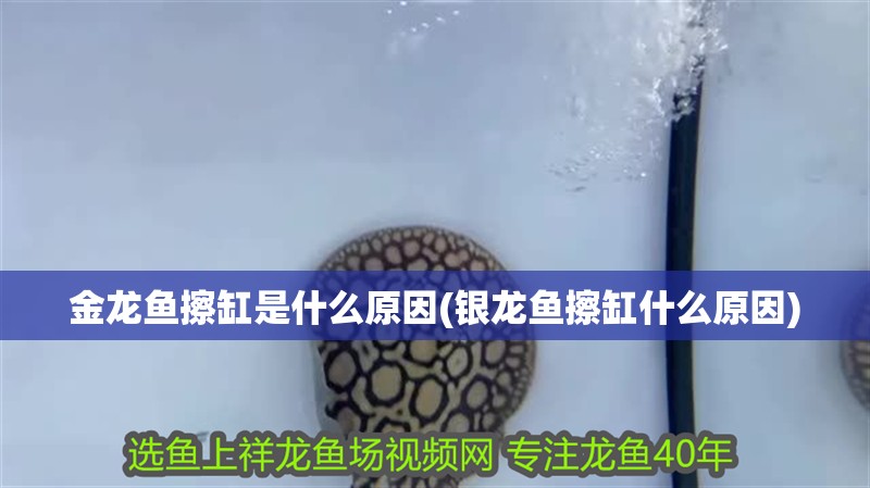 金龍魚擦缸是什么原因(銀龍魚擦缸什么原因)