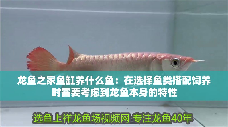 龍魚之家魚缸養什么魚：在選擇魚類搭配飼養時需要考慮到龍魚本身的特性