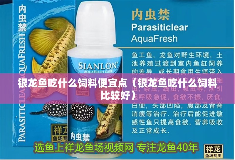銀龍魚吃什么飼料便宜點（銀龍魚吃什么飼料比較好）