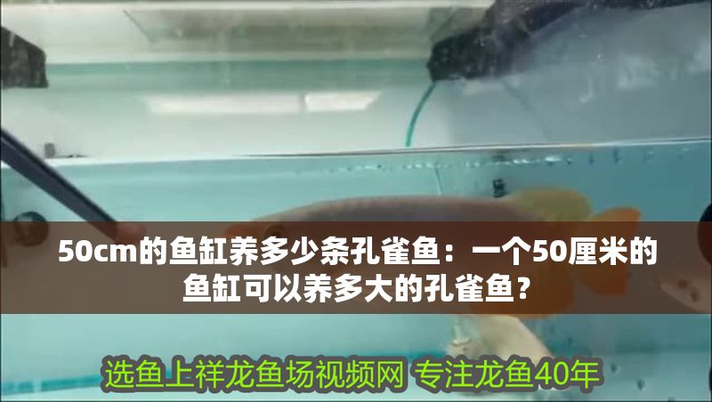 50cm的魚缸養多少條孔雀魚：一個50厘米的魚缸可以養多大的孔雀魚？