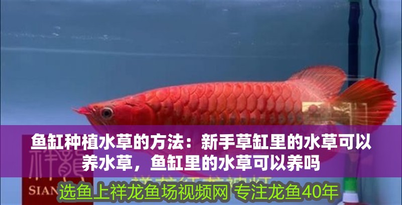 魚缸種植水草的方法：新手草缸里的水草可以養(yǎng)水草，魚缸里的水草可以養(yǎng)嗎 魚缸種植水草的方法：新手草缸里的水草可以養(yǎng)水草，魚缸里的水草可以養(yǎng)嗎 魚缸百科