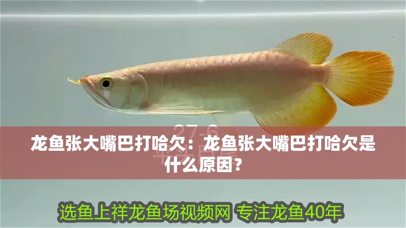 龍魚張大嘴巴打哈欠：龍魚張大嘴巴打哈欠是什么原因？
