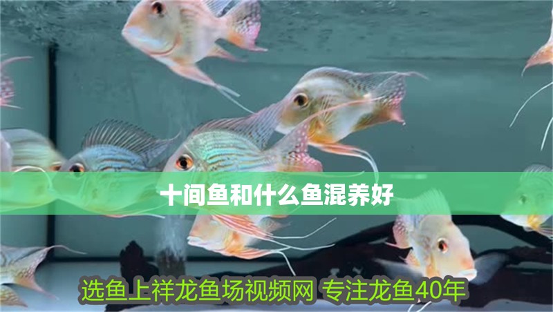 十間魚和什么魚混養好