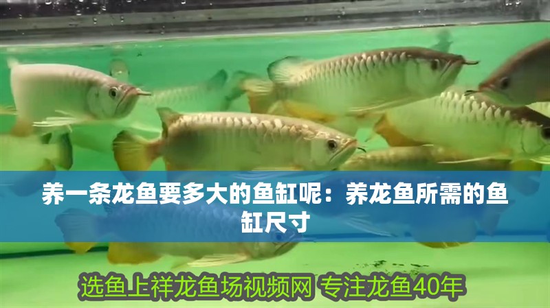 養一條龍魚要多大的魚缸呢：養龍魚所需的魚缸尺寸
