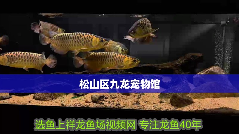 松山區九龍寵物館