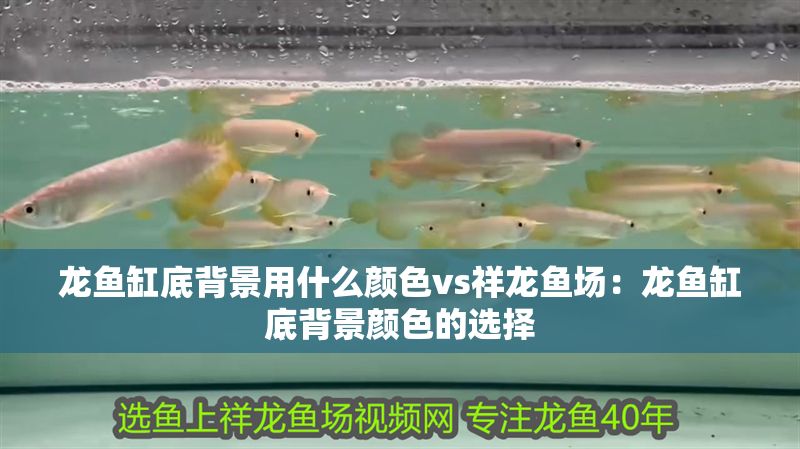 龍魚缸底背景用什么顏色vs祥龍魚場(chǎng)：龍魚缸底背景顏色的選擇