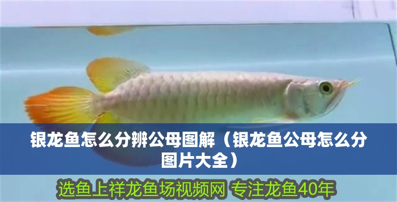 銀龍魚怎么分辨公母圖解（銀龍魚公母怎么分圖片大全）