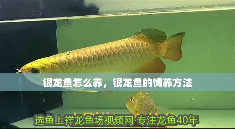 銀龍魚怎么養，銀龍魚的飼養方法