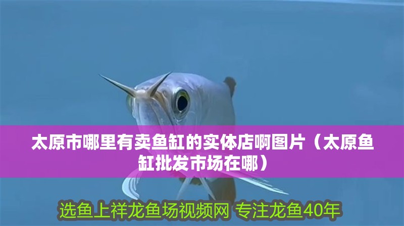 太原市哪里有賣魚缸的實(shí)體店啊圖片（太原魚缸批發(fā)市場(chǎng)在哪）