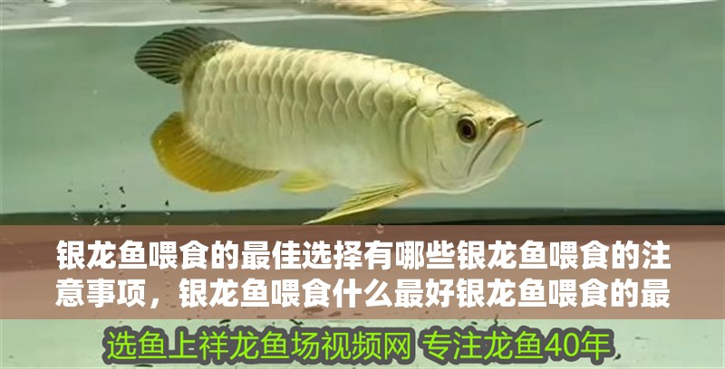 銀龍魚喂食的最佳選擇有哪些銀龍魚喂食的注意事項，銀龍魚喂食什么最好銀龍魚喂食的最佳選擇有哪些 銀龍魚喂食的最佳選擇有哪些銀龍魚喂食的注意事項，銀龍魚喂食什么最好銀龍魚喂食的最佳選擇有哪些 銀龍魚百科