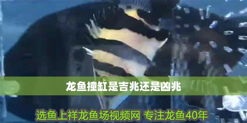龍魚(yú)撞缸是吉兆還是兇兆