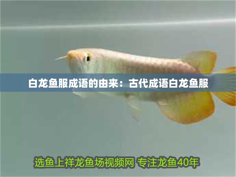白龍魚服成語的由來：古代成語白龍魚服