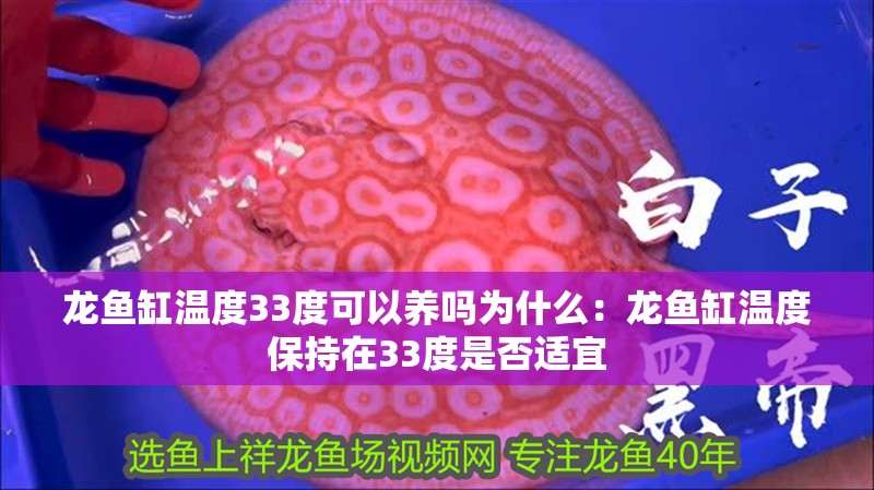 龍魚缸溫度33度可以養(yǎng)嗎為什么：龍魚缸溫度保持在33度是否適宜