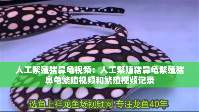 人工繁殖豬鼻龜視頻：人工繁殖豬鼻龜繁殖豬鼻龜繁殖視頻和繁殖視頻記錄