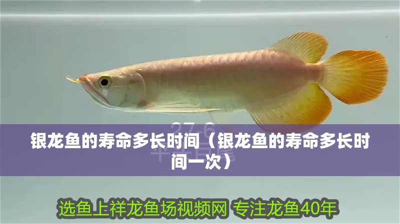 銀龍魚的壽命多長(zhǎng)時(shí)間（銀龍魚的壽命多長(zhǎng)時(shí)間一次）