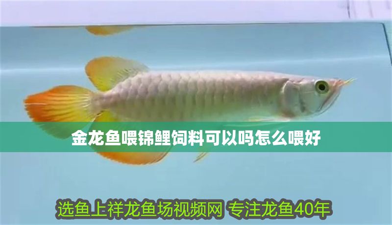 金龍魚喂錦鯉飼料可以嗎怎么喂好