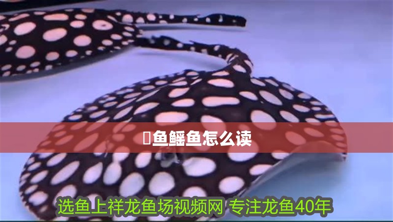 魟魚鰩魚怎么讀