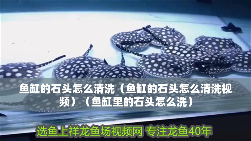 魚缸的石頭怎么清洗（魚缸的石頭怎么清洗視頻）（魚缸里的石頭怎么洗）