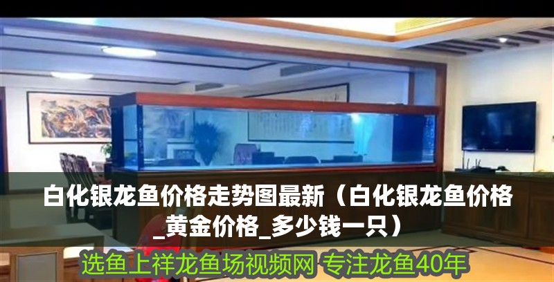 白化銀龍魚價格走勢圖最新（白化銀龍魚價格_黃金價格_多少錢一只）