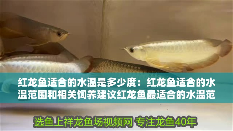 紅龍魚適合的水溫是多少度：紅龍魚適合的水溫范圍和相關飼養(yǎng)建議紅龍魚最適合的水溫范圍和飼養(yǎng)建議