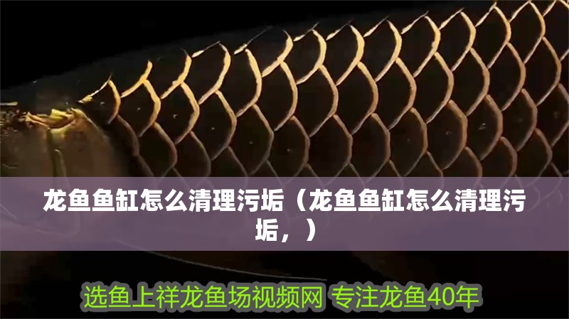 龍魚魚缸怎么清理污垢（龍魚魚缸怎么清理污垢，）