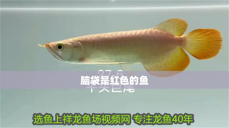 腦袋是紅色的魚