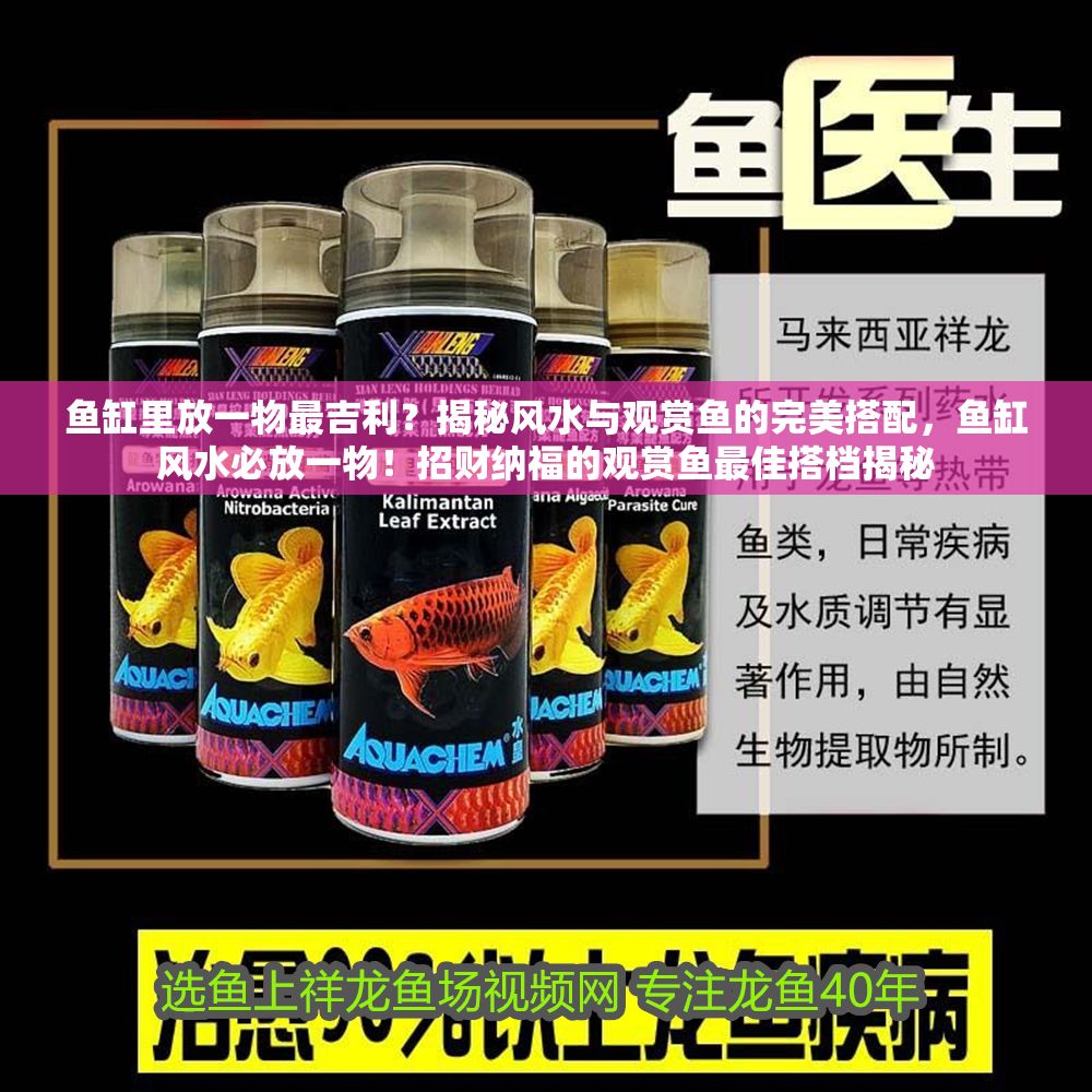 魚缸里放一物最吉利？揭秘風水與觀賞魚的完美搭配，魚缸風水必放一物！招財納福的觀賞魚最佳搭檔揭秘