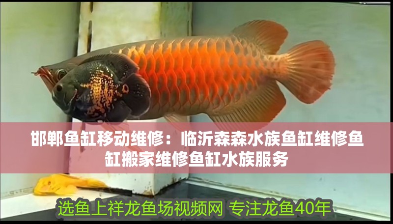 邯鄲魚缸移動維修：臨沂森森水族魚缸維修魚缸搬家維修魚缸水族服務