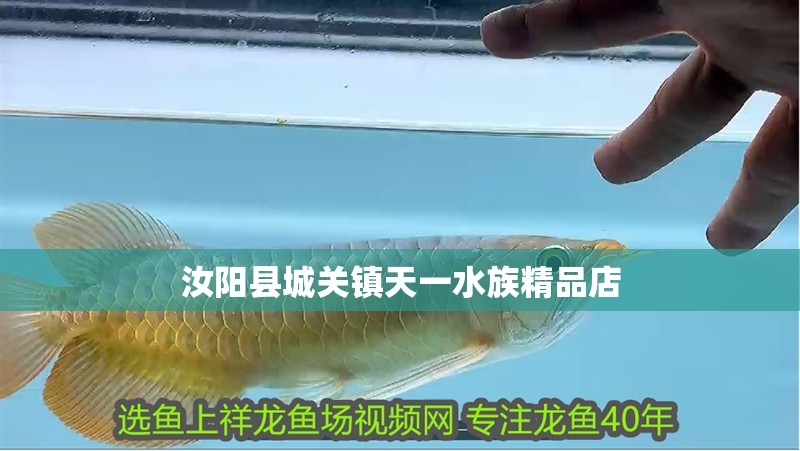 汝陽縣城關鎮天一水族精品店
