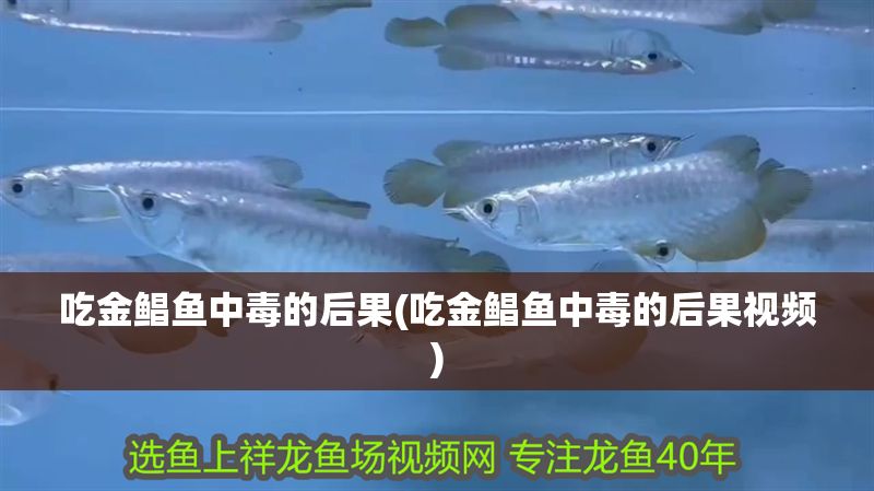 吃金鯧魚中毒的后果(吃金鯧魚中毒的后果視頻) 吃金鯧魚中毒的后果(吃金鯧魚中毒的后果視頻) 元寶鳳凰魚百科 第1張
