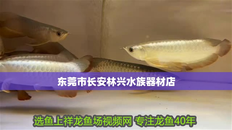 東莞市長安林興水族器材店
