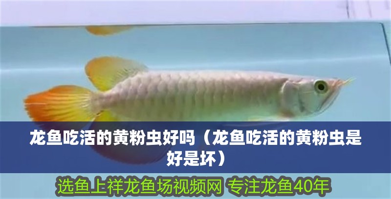 龍魚吃活的黃粉蟲好嗎（龍魚吃活的黃粉蟲是好是壞）