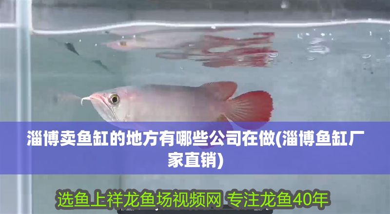 淄博賣魚缸的地方有哪些公司在做(淄博魚缸廠家直銷)