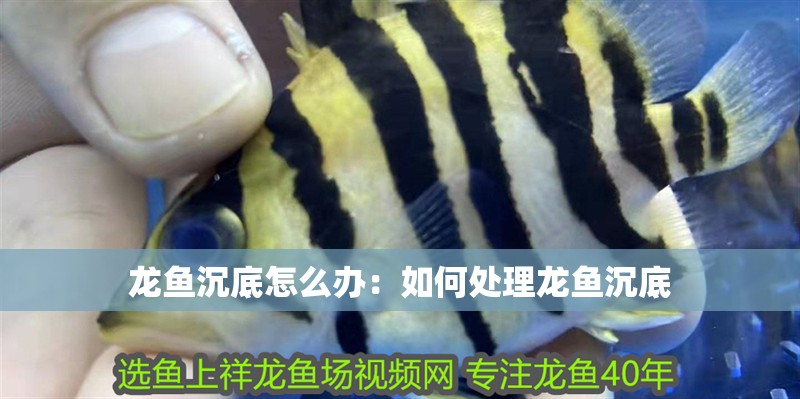 龍魚沉底怎么辦：如何處理龍魚沉底