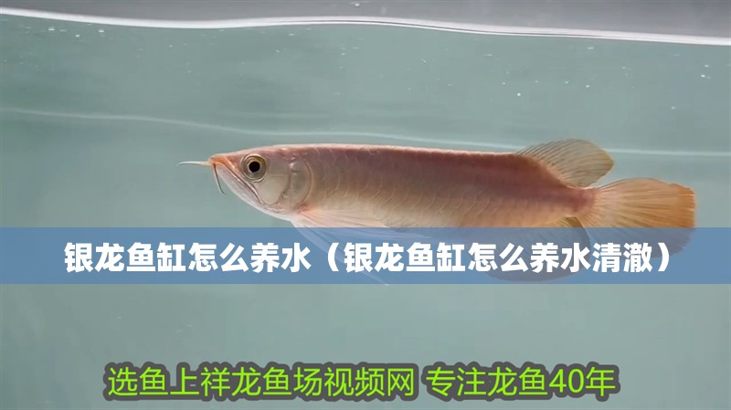 銀龍魚缸怎么養水（銀龍魚缸怎么養水清澈）