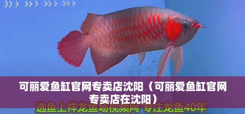 可麗愛魚缸官網(wǎng)專賣店沈陽（可麗愛魚缸官網(wǎng)專賣店在沈陽）
