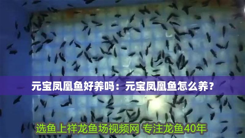 元寶鳳凰魚好養嗎：元寶鳳凰魚怎么養？