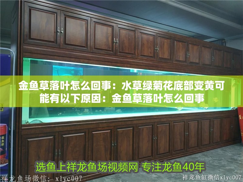 金魚草落葉怎么回事：水草綠菊花底部變黃可能有以下原因：金魚草落葉怎么回事