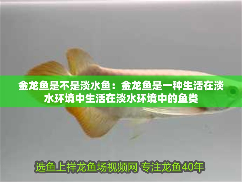 金龍魚是不是淡水魚：金龍魚是一種生活在淡水環(huán)境中生活在淡水環(huán)境中的魚類