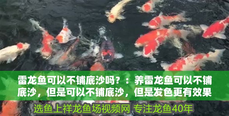 雷龍魚可以不鋪底沙嗎？：養雷龍魚可以不鋪底沙，但是可以不鋪底沙，但是發色更有效果 雷龍魚可以不鋪底沙嗎？：養雷龍魚可以不鋪底沙，但是可以不鋪底沙，但是發色更有效果 龍魚百科