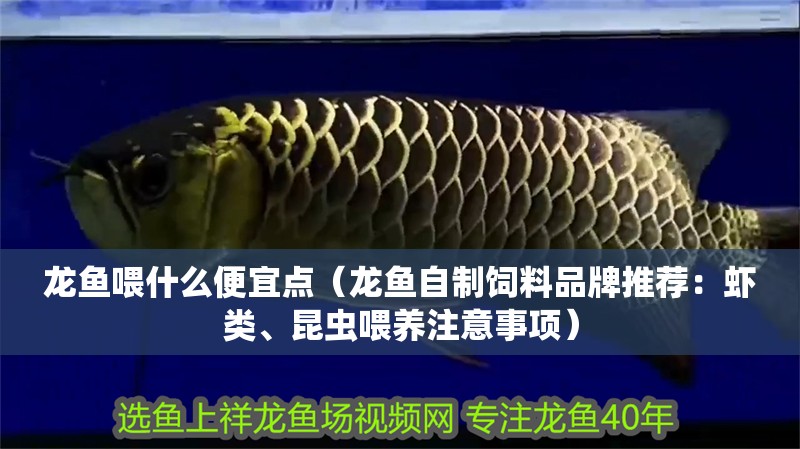 龍魚喂什么便宜點（龍魚自制飼料品牌推薦：蝦類、昆蟲喂養注意事項）