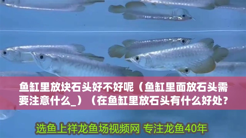 魚缸里放塊石頭好不好呢（魚缸里面放石頭需要注意什么_）（在魚缸里放石頭有什么好處？）