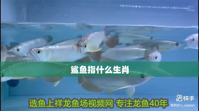 鯊魚指什么生肖