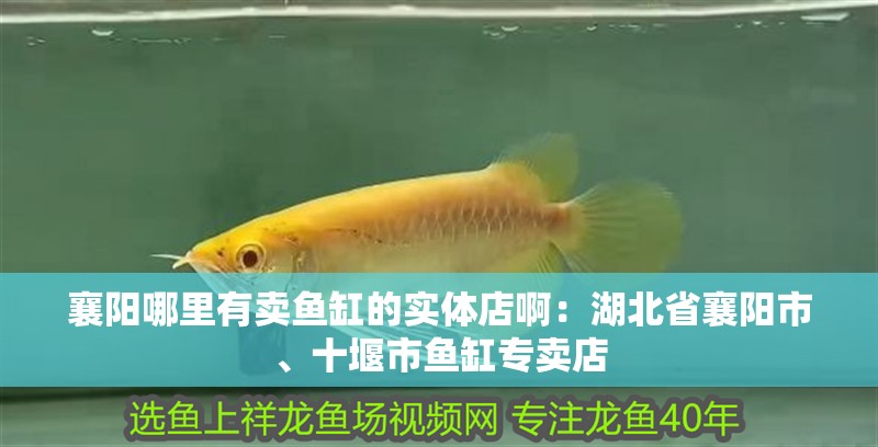 襄陽哪里有賣魚缸的實體店啊：湖北省襄陽市、十堰市魚缸專賣店