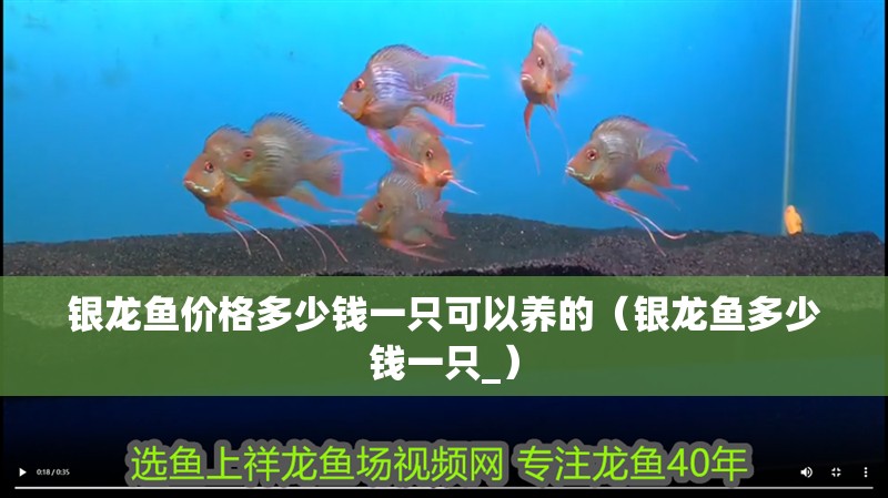 銀龍魚價(jià)格多少錢一只可以養(yǎng)的（銀龍魚多少錢一只_）