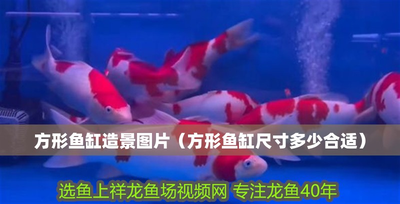 方形魚缸造景圖片（方形魚缸尺寸多少合適）