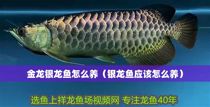 金龍銀龍魚怎么養（銀龍魚應該怎么養）